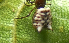Micrathena patruelis