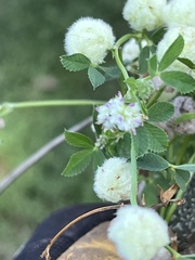 Trifolium tomentosum