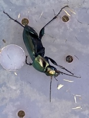 Poecilus cupreus