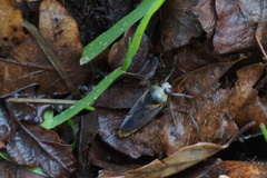 Notonecta maculata