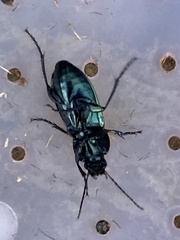 Poecilus cupreus