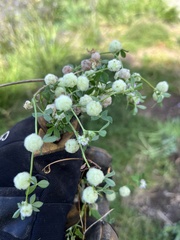 Trifolium tomentosum