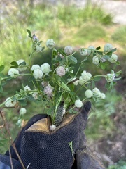 Trifolium tomentosum