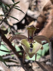 Chiloglottis gunnii