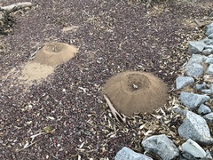 Acromyrmex versicolor