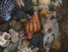 Peristernia reincarnata