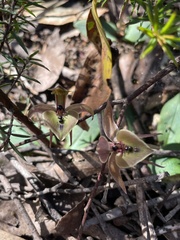 Chiloglottis gunnii