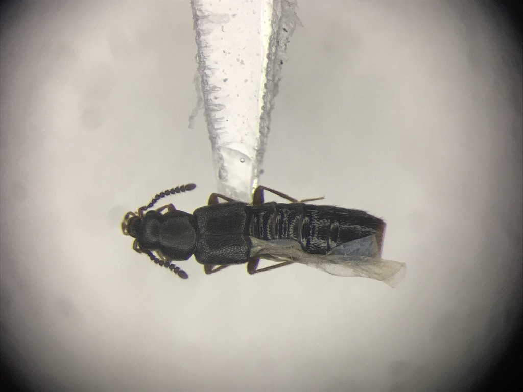 Leptusa jucunda