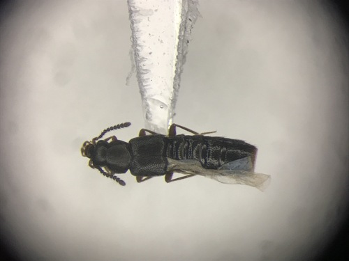 Leptusa jucunda