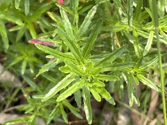 Epilobium billardiereanum