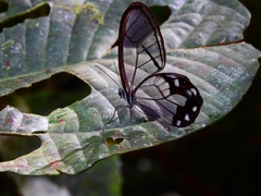 Pseudohaetera hypaesia