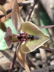 Chiloglottis gunnii
