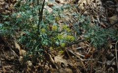 Tauschia parishii