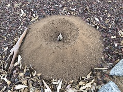 Acromyrmex versicolor