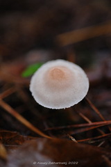 Cystoderma carcharias