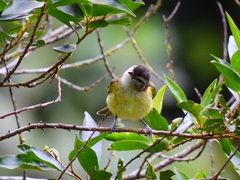 Vireo leucophrys