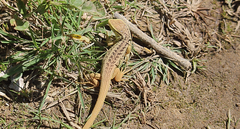 Liolaemus chiliensis