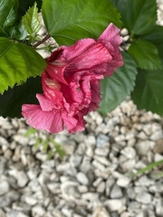 Hibiscus rosa-sinensis