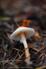 Cystoderma carcharias
