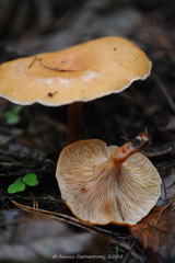 Paralepista