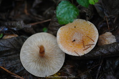 Paralepista