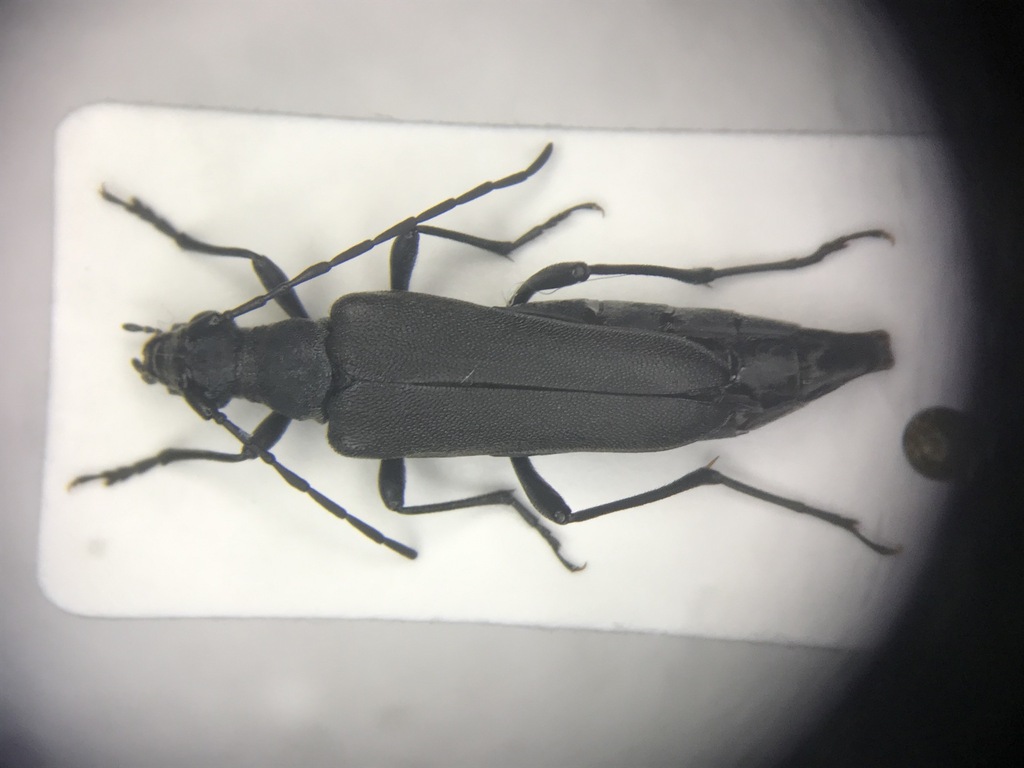 Trachysida aspera