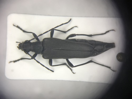 Trachysida aspera