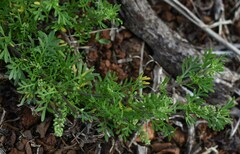Lepidium didymum