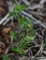 Lepidium didymum