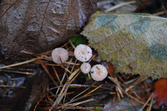 Mycena rosella