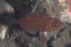 Priacanthus macracanthus