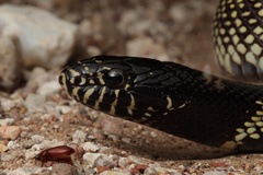 Lampropeltis splendida