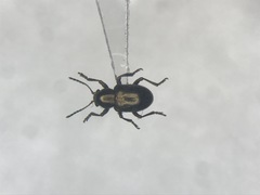 Graphops pubescens