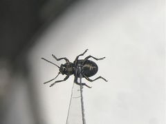 Graphops pubescens
