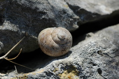 Helix figulina
