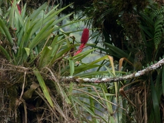 Aechmea rubroaristata