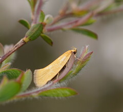 Telocharacta hemicroca