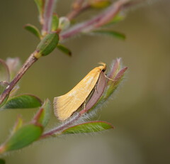 Telocharacta hemicroca