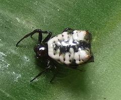 Micrathena patruelis