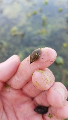 Pseudosuccinea columella