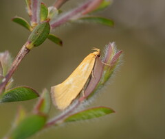 Telocharacta hemicroca