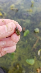 Pseudosuccinea columella