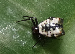 Micrathena patruelis
