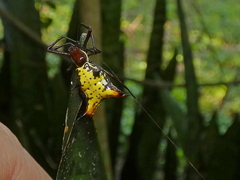 Micrathena fissispina