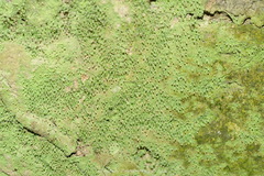 Chaenotheca furfuracea