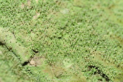 Chaenotheca furfuracea