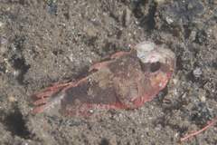 Richardsonichthys leucogaster