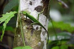 Bronchocela cristatella