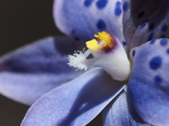 Thelymitra juncifolia