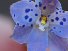 Thelymitra juncifolia